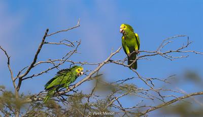 Research, management, and conservation of the yellow-shouldered Amazon (Amazona barbadensis) across its range in the southern Caribbean and mainland Venezuela: 1980s to the present